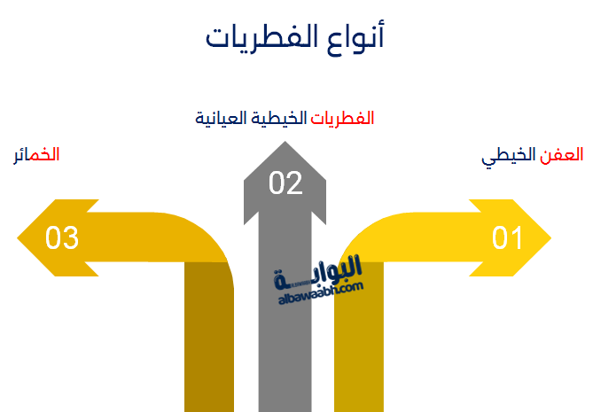 أنواع الفطريات