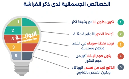 اكتشف ماهو إسم ذكر الفراشة؟ وتعرف على اسم ذكر الفراشة بالفرنسية. اقرأ عن اسم صغير الفراشة وكيفية تمييز الفرق بين الفراشة الذكر والأنثى عبر خصائصهما الجسمانية والسلوكية.