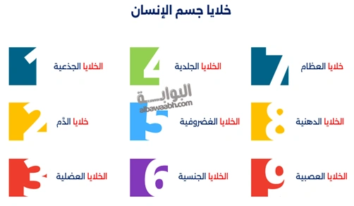 تشمل دراسة عن جسم الإنسان التعرف على خلايا جسم الإنسان، أجهزة جسم الإنسان، وأنسجة جسم الإنسان لفهم تكوين جسم الإنسان