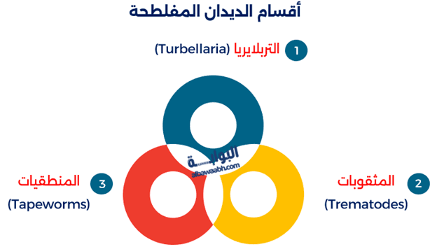 معلومات عن الديدان المفلطحة