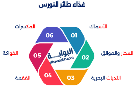 طائر النورس