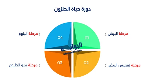 تربية الحلزون كحيوان أليف