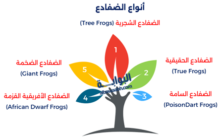 ماهي دورة حياة الضفدع؟