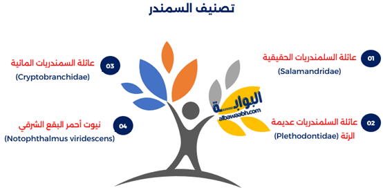 ماذا يفعل السمندر؟