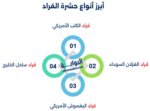 حشرة القراد: ما هي؟
