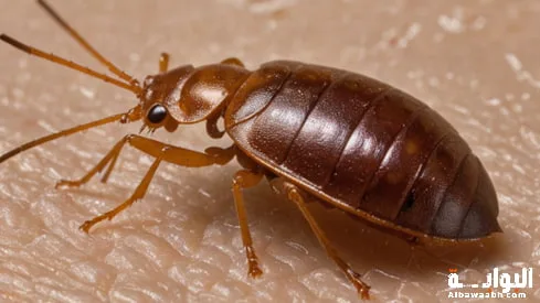 ماهو أصل حشرة البق؟