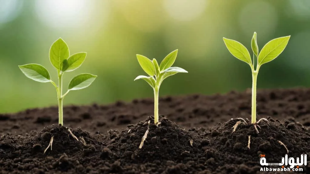 ماهي مراحل دورة حياة النبات بشكل مبسط؟