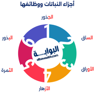 إنفوجرافيك يوضح أجزاء النباتات ووظائفها
