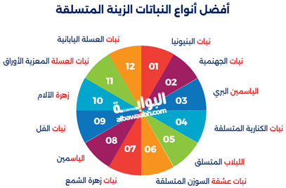 إنفوجرافيك يوضح أفضل نباتات الزينة المتسلقة