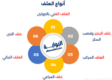 زيادة وزن الأغنام بالعلف
