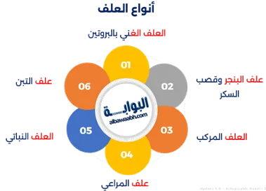 زيادة وزن الأغنام بالعلف