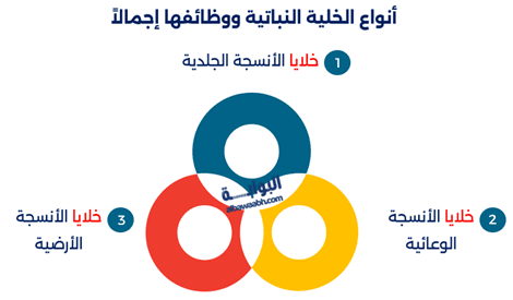 الخلية النباتية