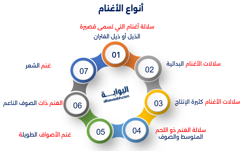 العلف للأغنام والإبل