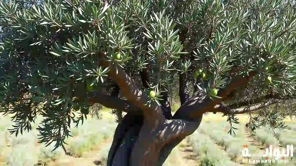 شجرة الزيتون