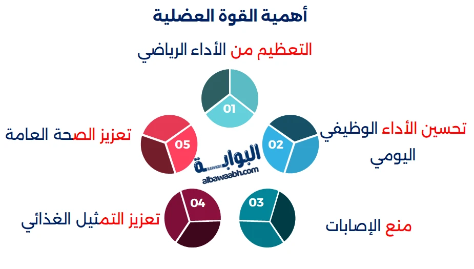 مفاتيح الأداء: أهمية القوة العضلية
