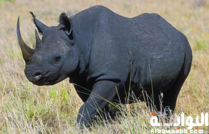 وحيد القرن الأسود