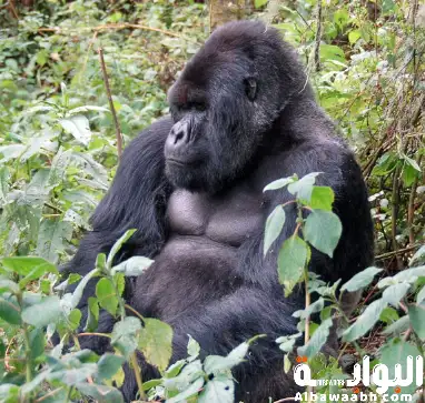 الغوريلا الجبلية