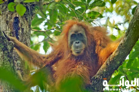 إنسان الغاب التابانولي