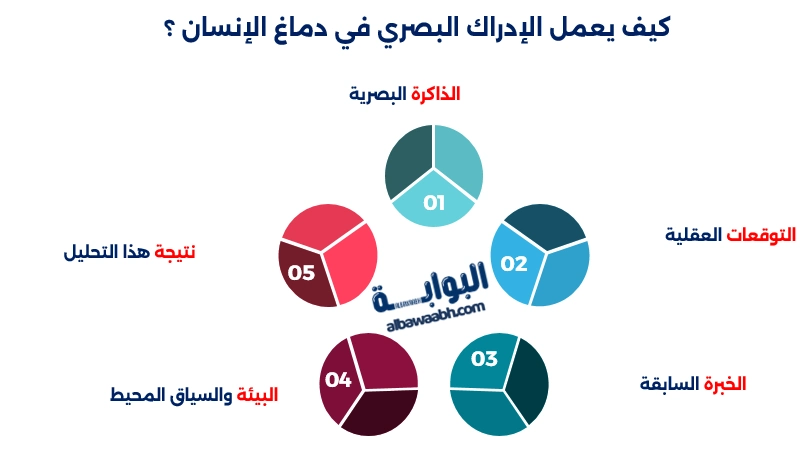 كيف يعمل الإدراك البصري في دماغ الإنسان ؟