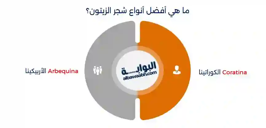 أنواع شجر الزيتون
