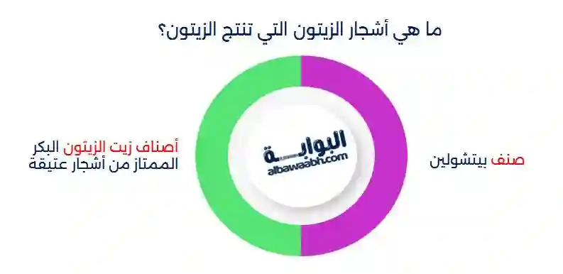 أنواع شجر الزيتون