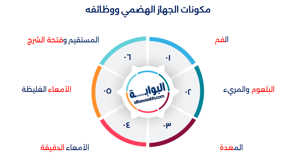 أقسام الجهاز الهضمي