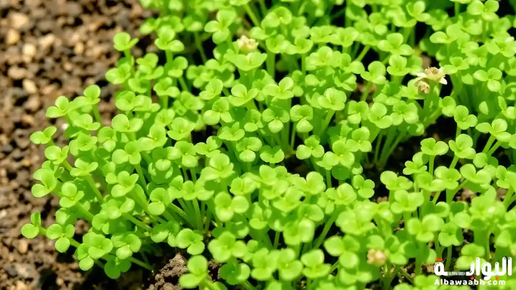 فوائد حب الرشاد