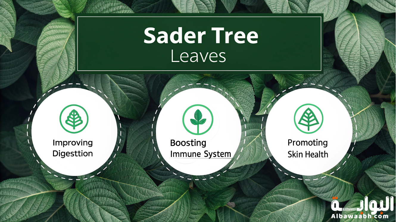 فوائد ورق السدر