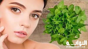 فوائد زيت النعناع للشعر