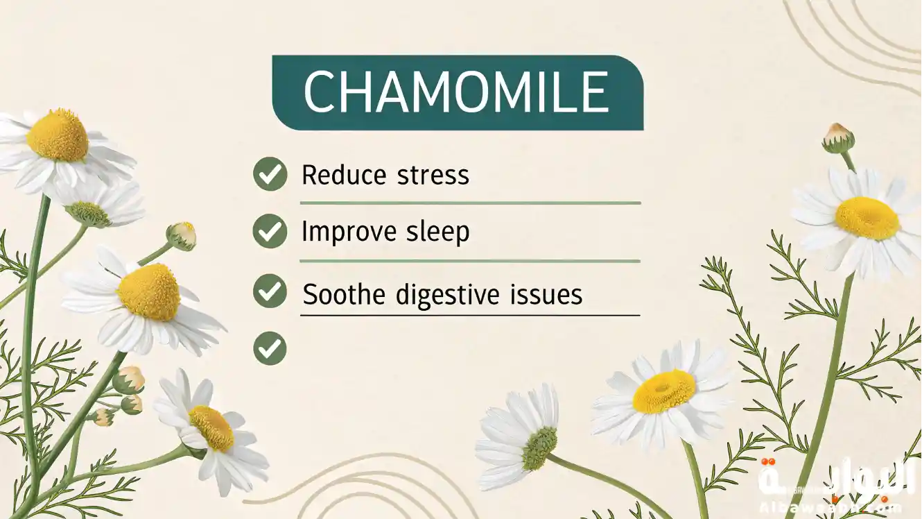 فوائد البابونج