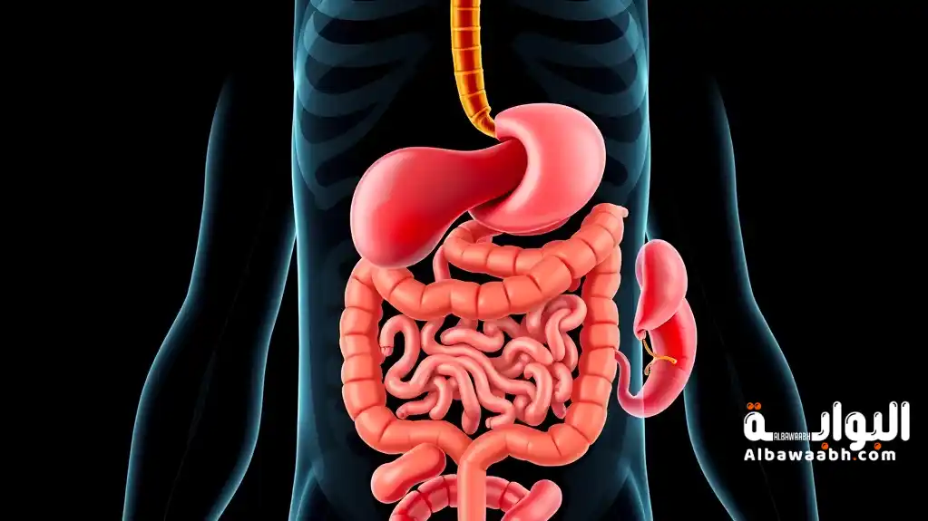 أقسام الجهاز الهضمي