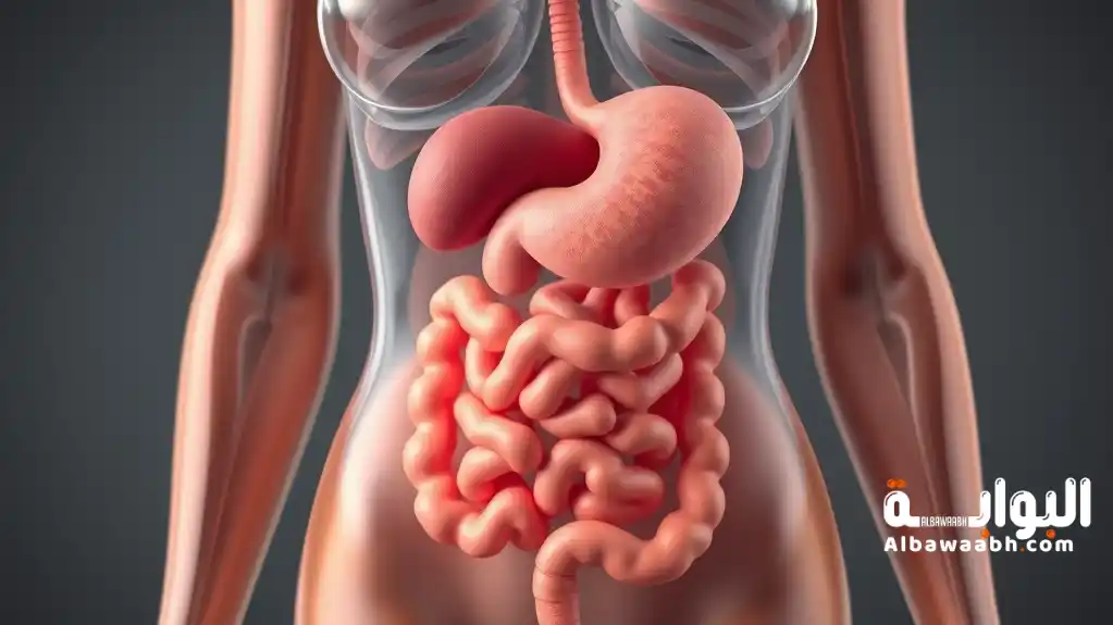 أقسام الجهاز الهضمي