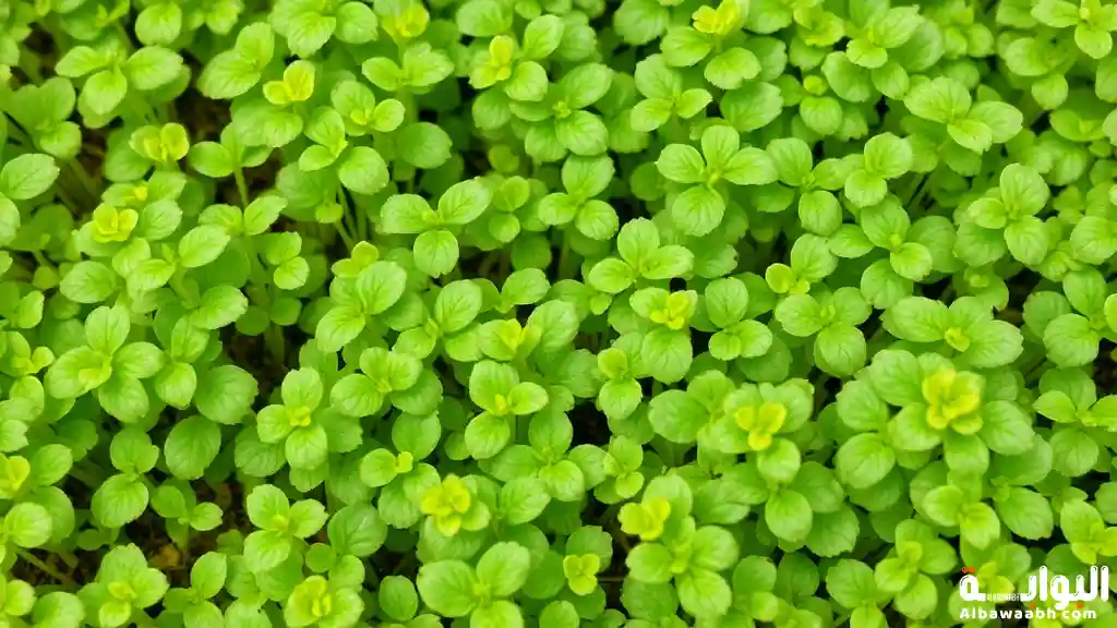 فوائد حب الرشاد