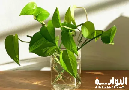 أنواع نباتات الزينة