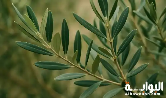 ماهى فوائد ورق الزيتون