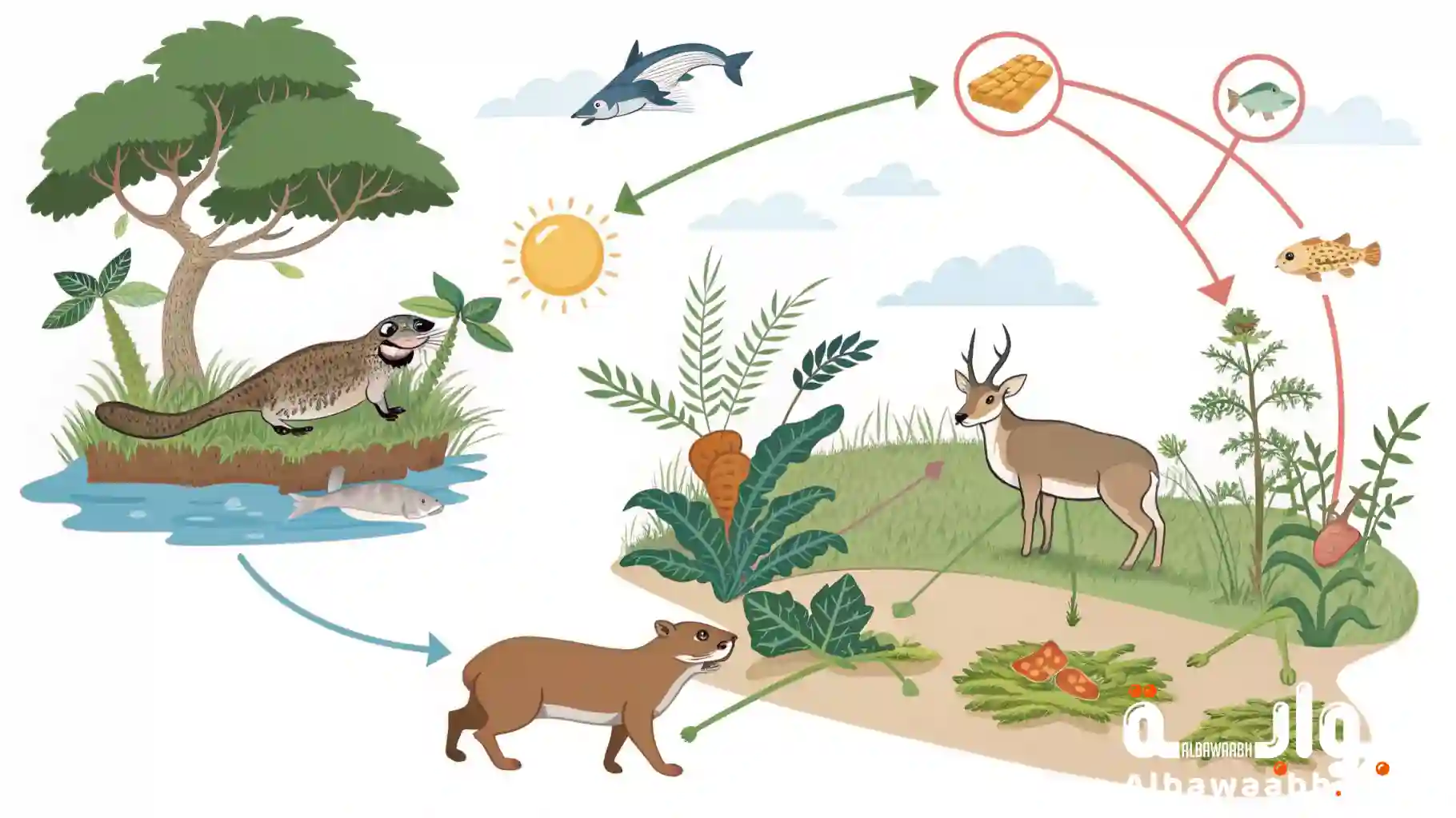 أنواع السلاسل الغذائية