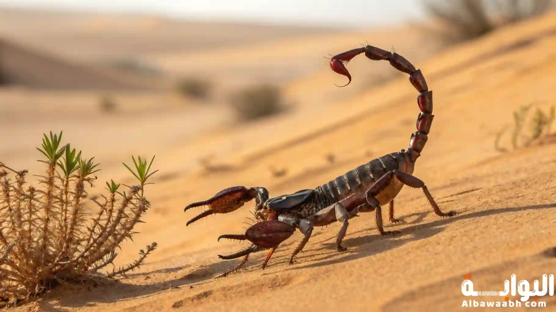 تفسير حلم لدغ العقرب