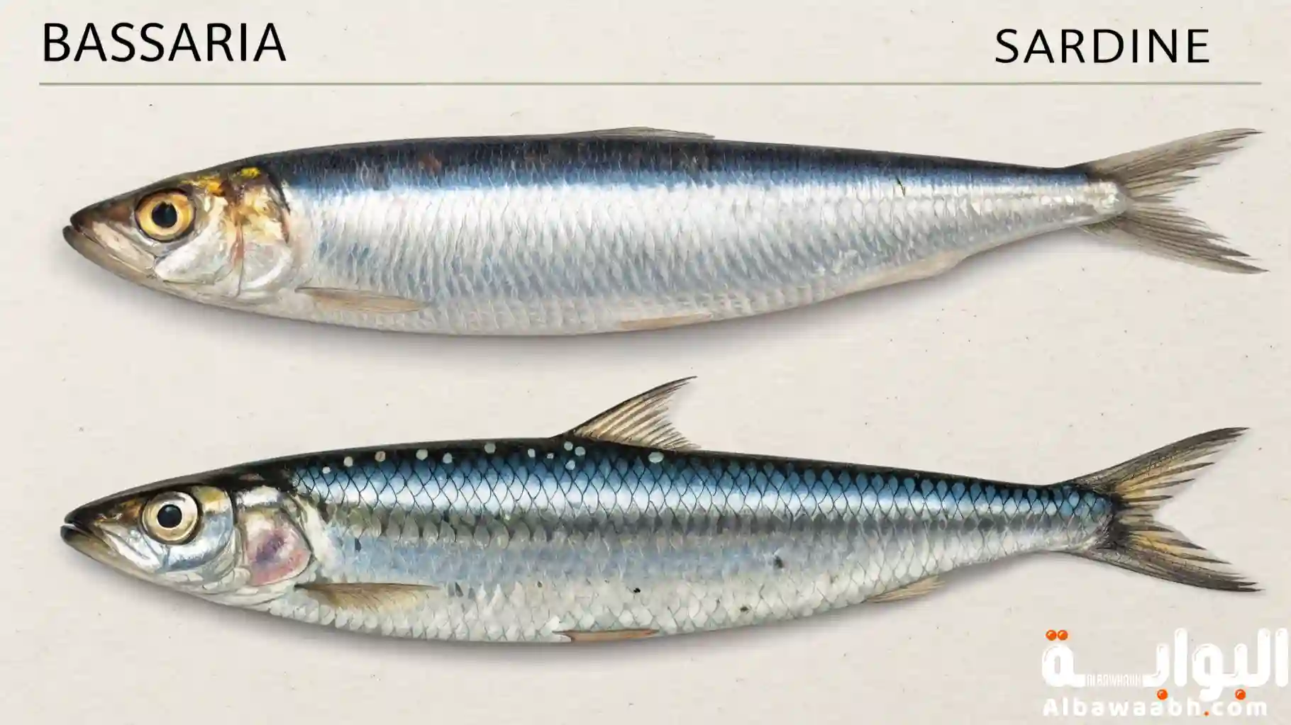 أنواع السردين بالصور