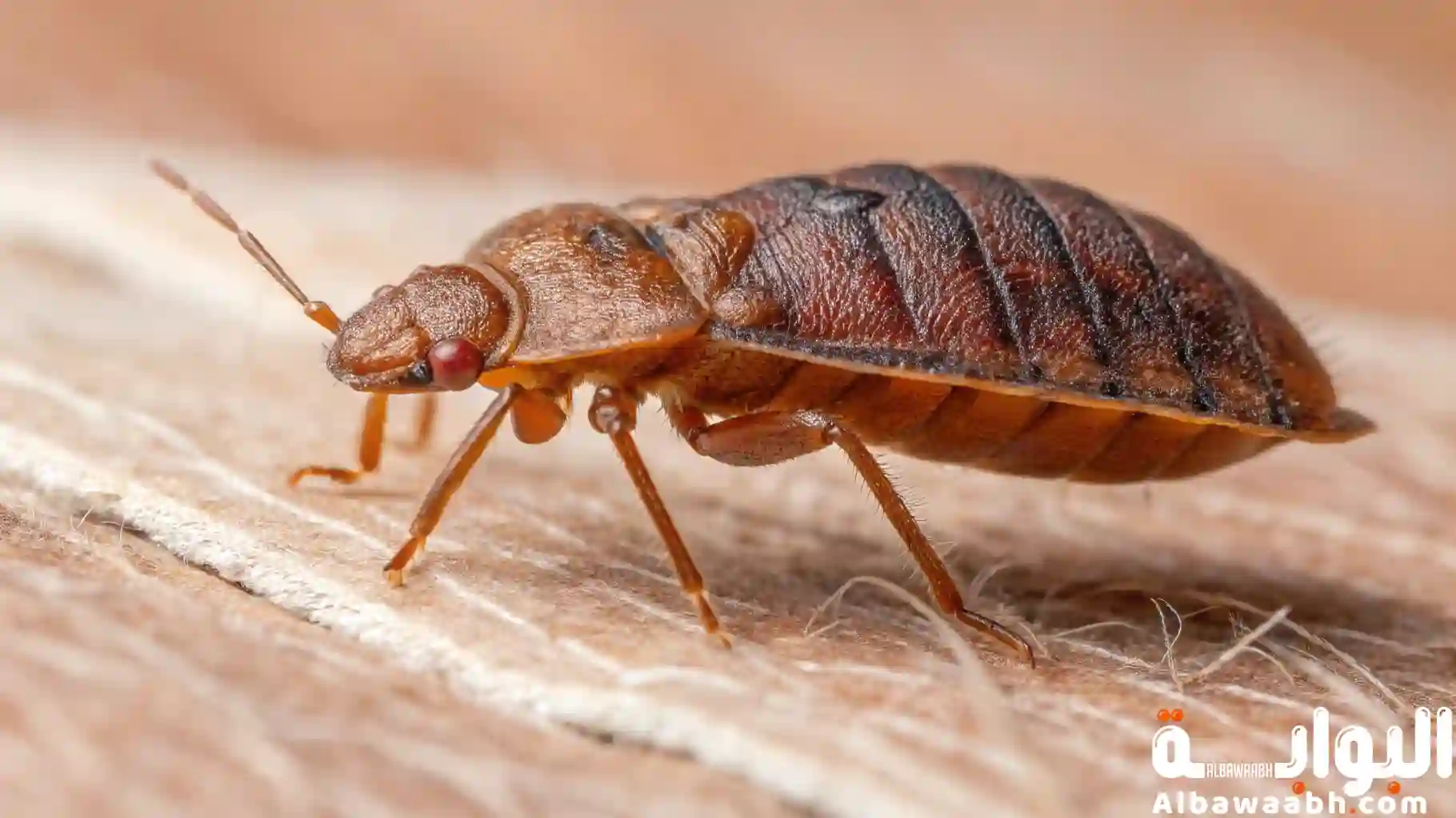 أضرار حشرة البق