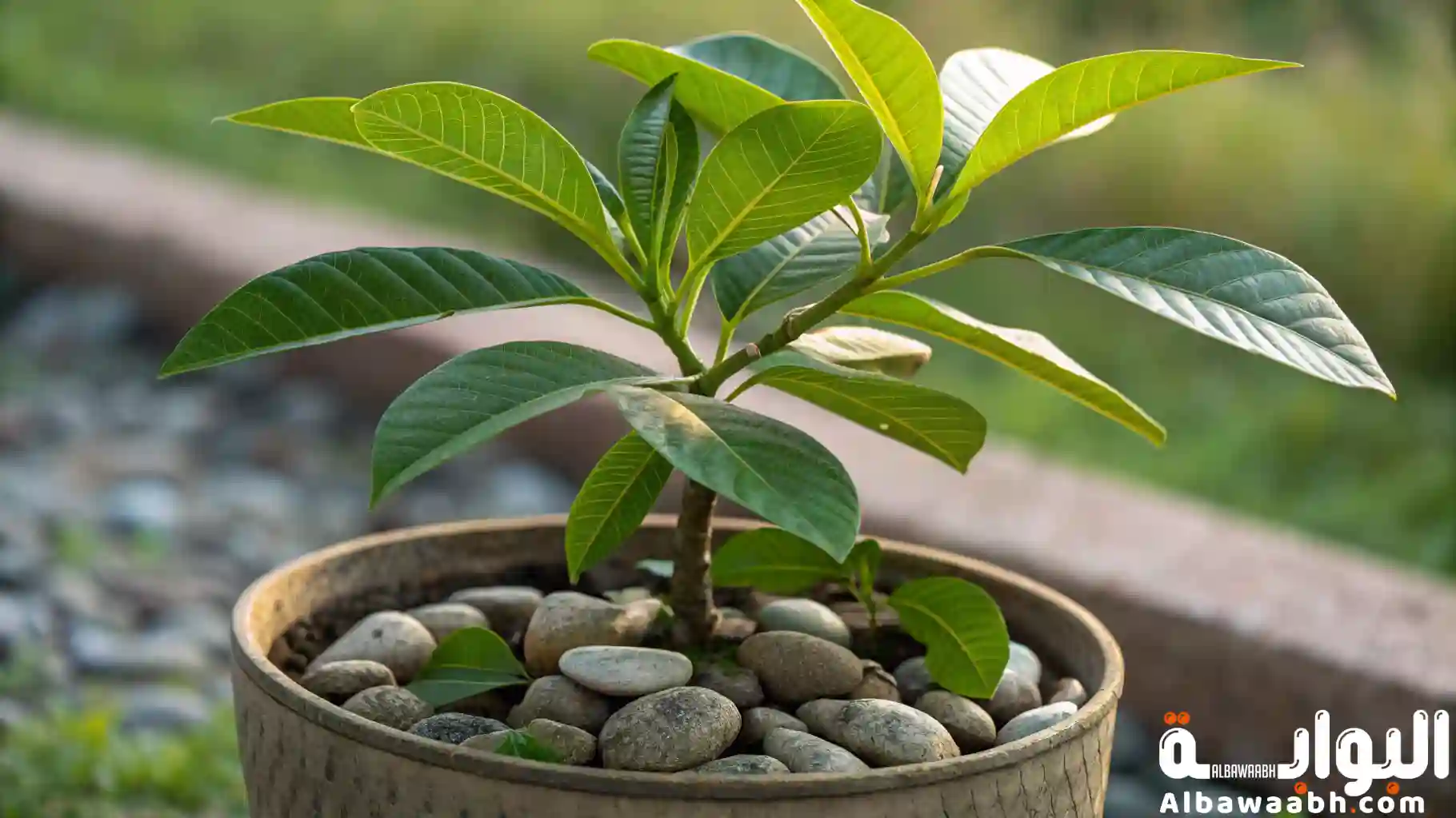 أجزاء النبات ووظائفها