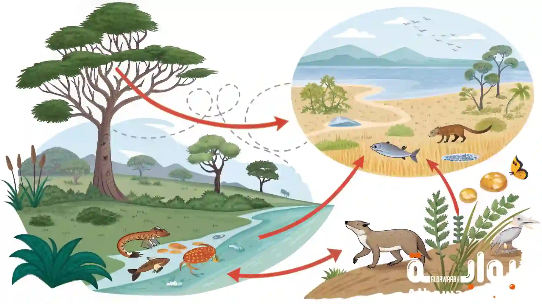 أنواع السلاسل الغذائية