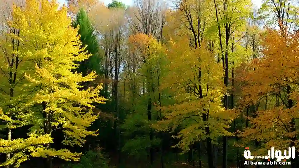 غابات القارات