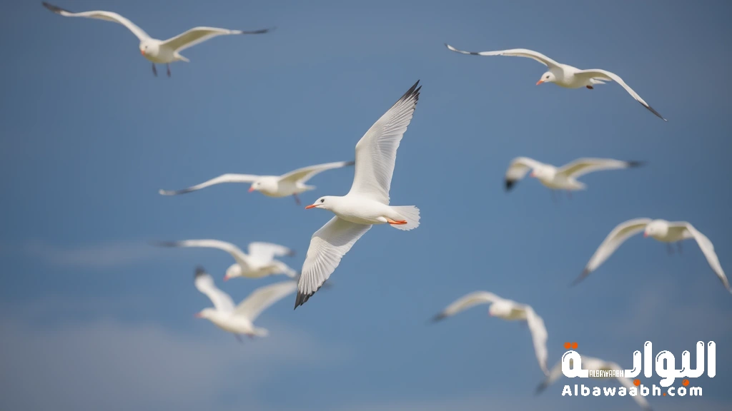 رؤية الطيور البيضاء تحلق فوقك
