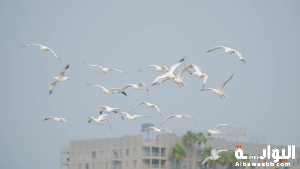 رؤية الطيور البيضاء تحلق فوقك