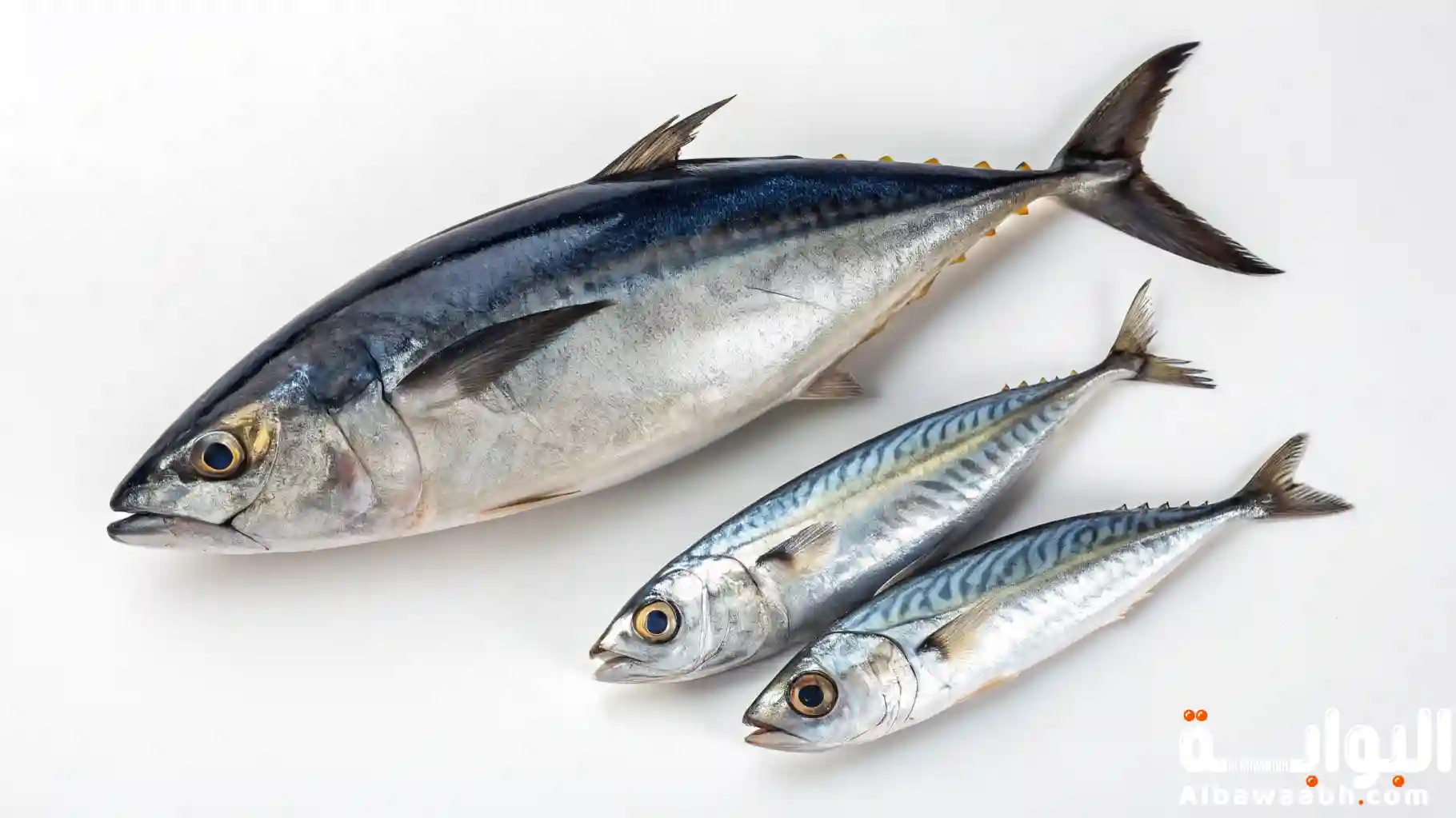 أنواع السردين بالصور