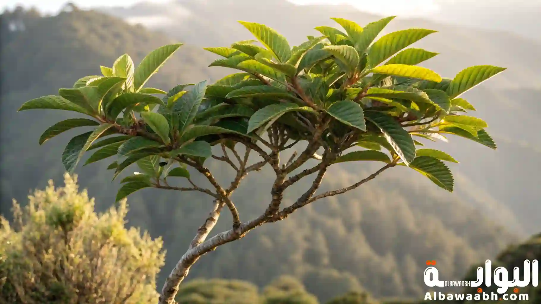 أهم العناصر المناخية المؤثرة في نوع النبات وكثافته