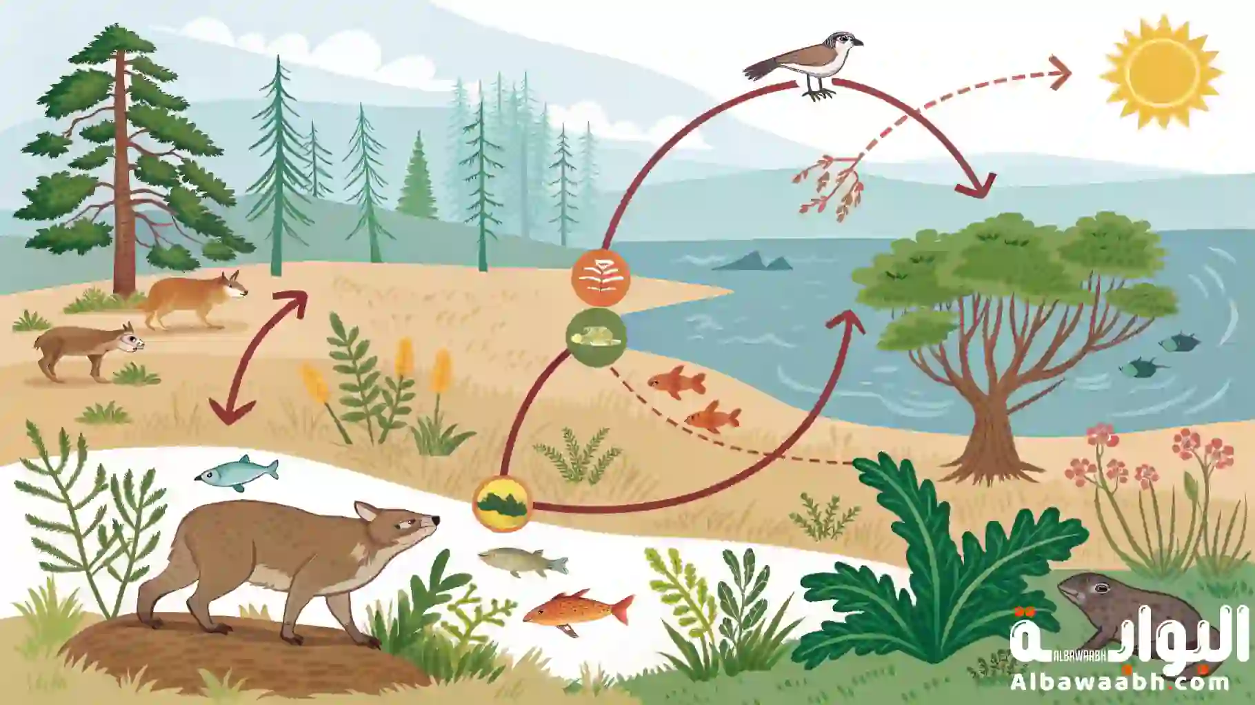 أنواع السلاسل الغذائية