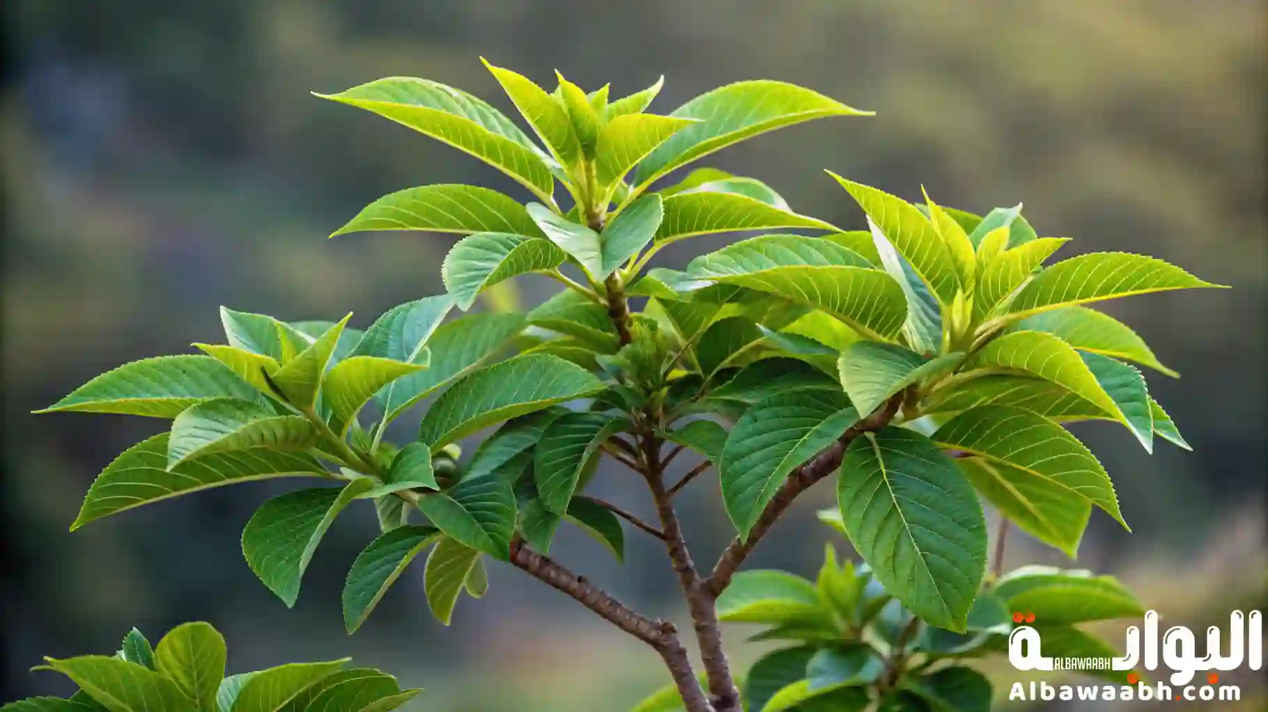 أجزاء النبات ووظائفها