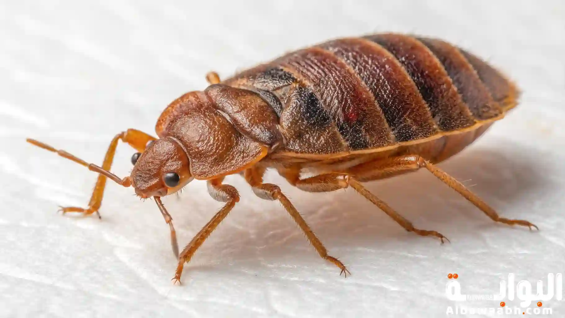 أضرار حشرة البق