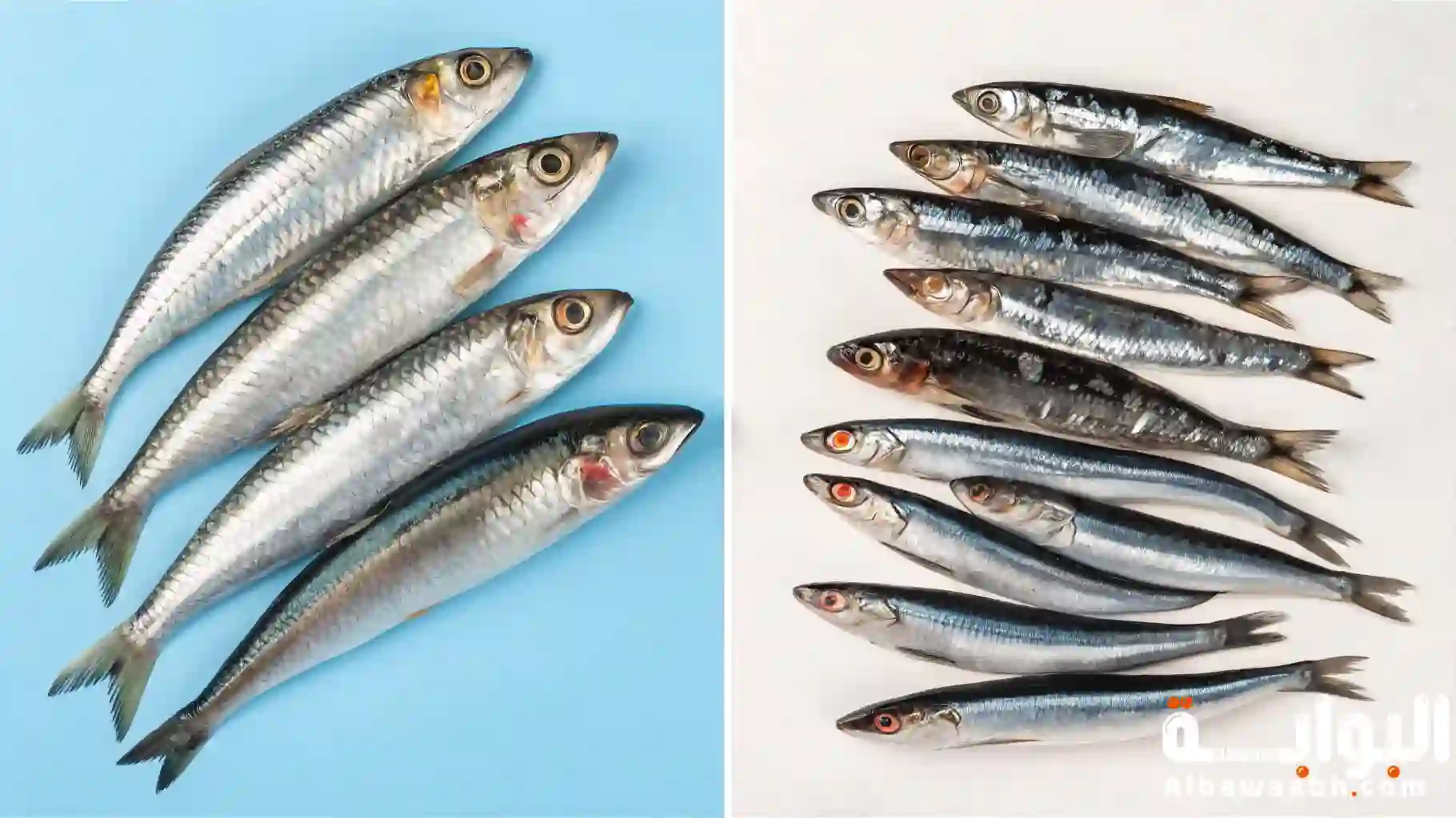 أنواع السردين بالصور